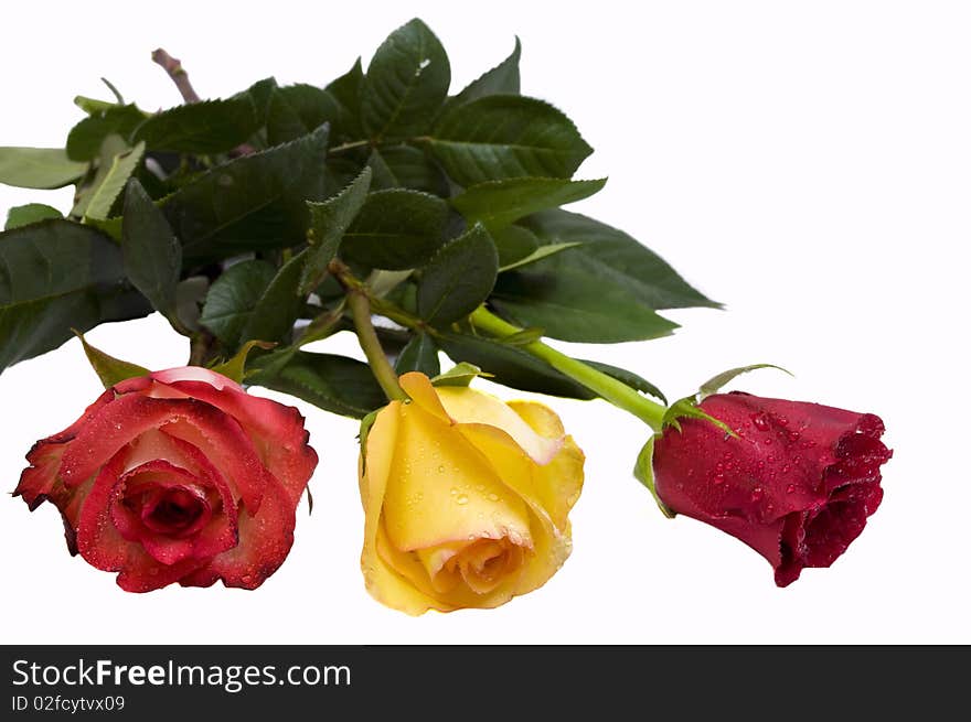 Three beautiful roses, isolated on white with copy space. Three beautiful roses, isolated on white with copy space