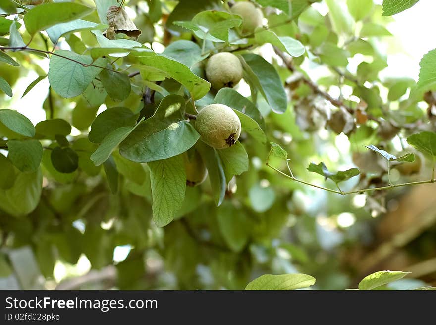 Young quince fruit growing on the tree. Young quince fruit growing on the tree.