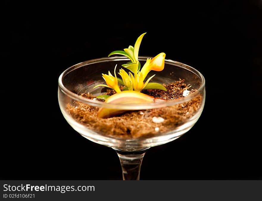 Sprouting Plant in Champagne Glass on Black Background. Sprouting Plant in Champagne Glass on Black Background