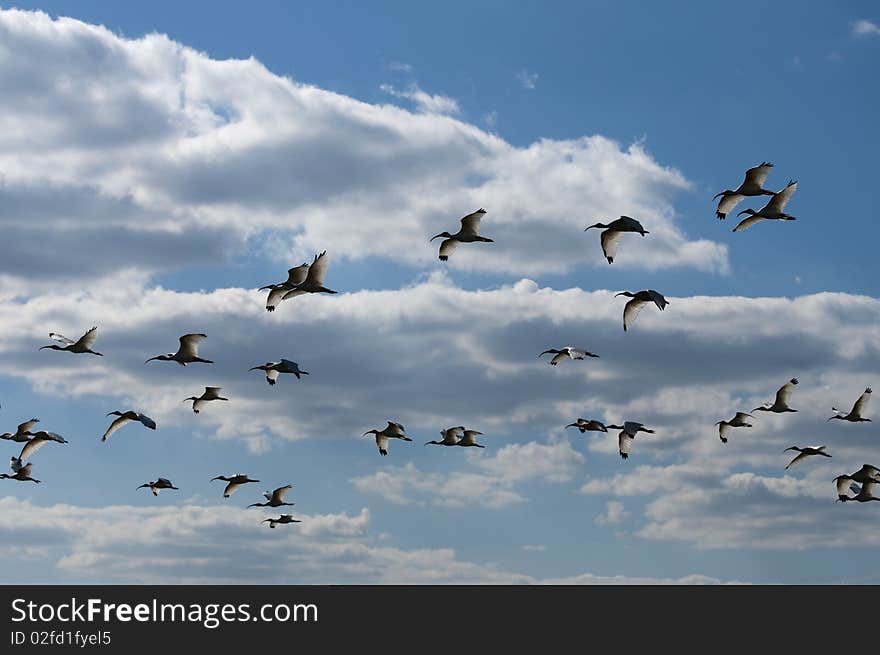 Ibis In Flight