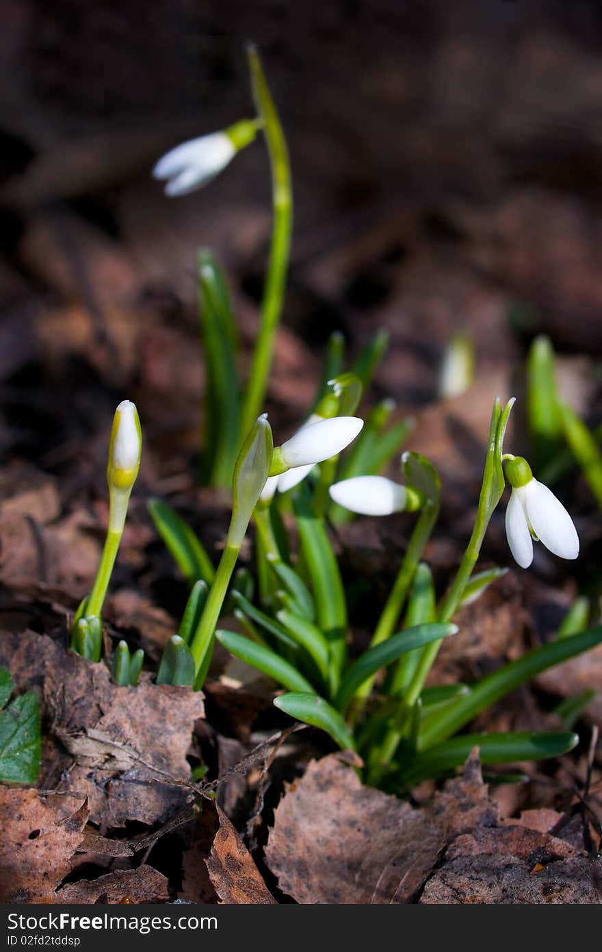 Snowdrops in the early spring