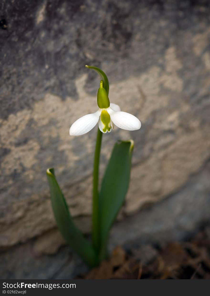 Closeup of snowdrop in spring