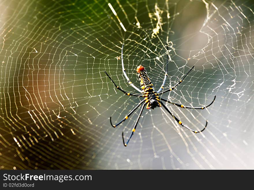 The spider on web,thailand