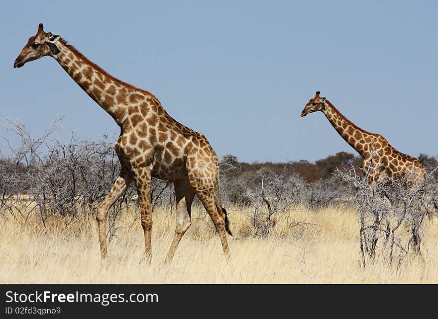 Namibian wild life, Etosha park, dry season. Namibian wild life, Etosha park, dry season