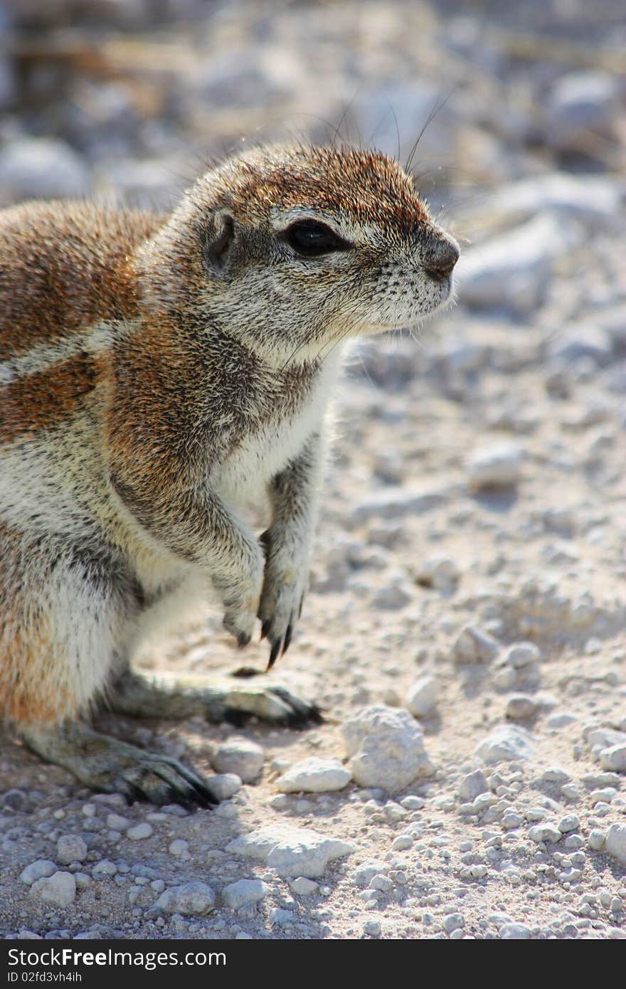 Cape Ground Squirrel (Xerus Inauris)