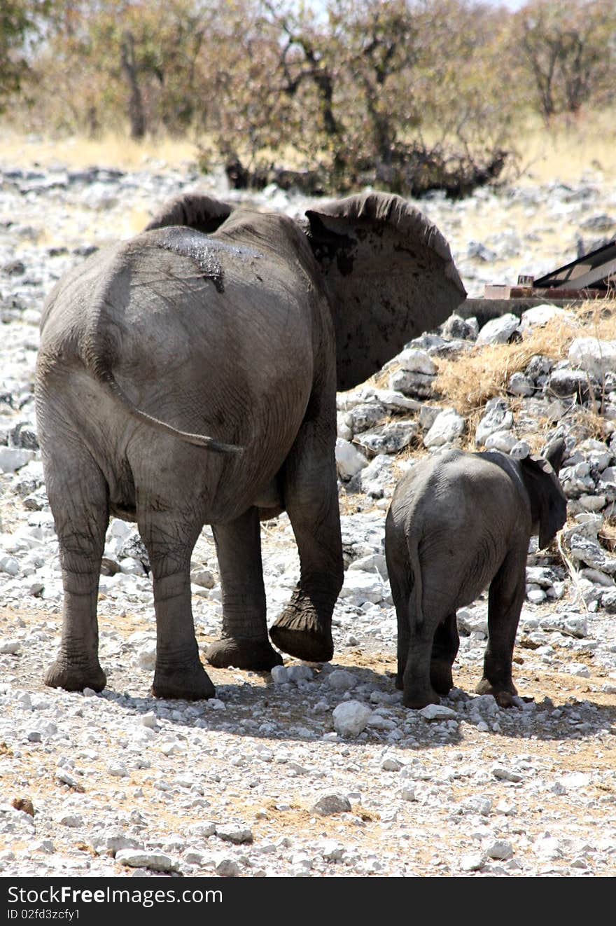 Group Of African Elephants