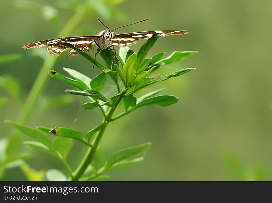 Butterfly on leaves