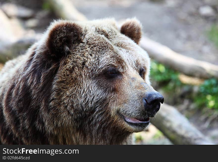 Grizzly Bear