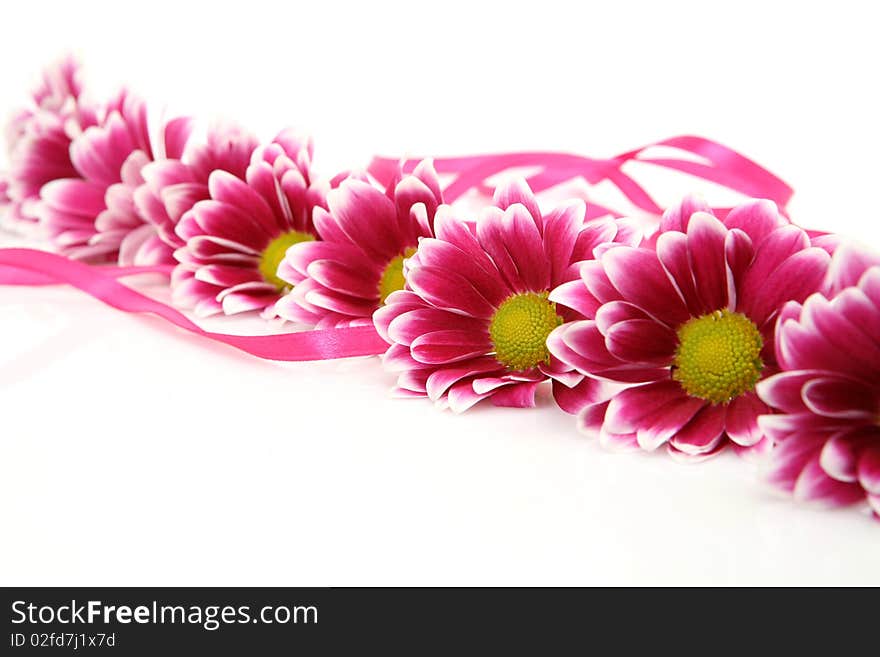 Pink flowers on a white background