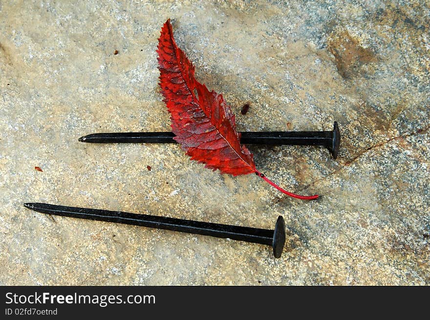 Red autumn leaf and old nails on a rock.