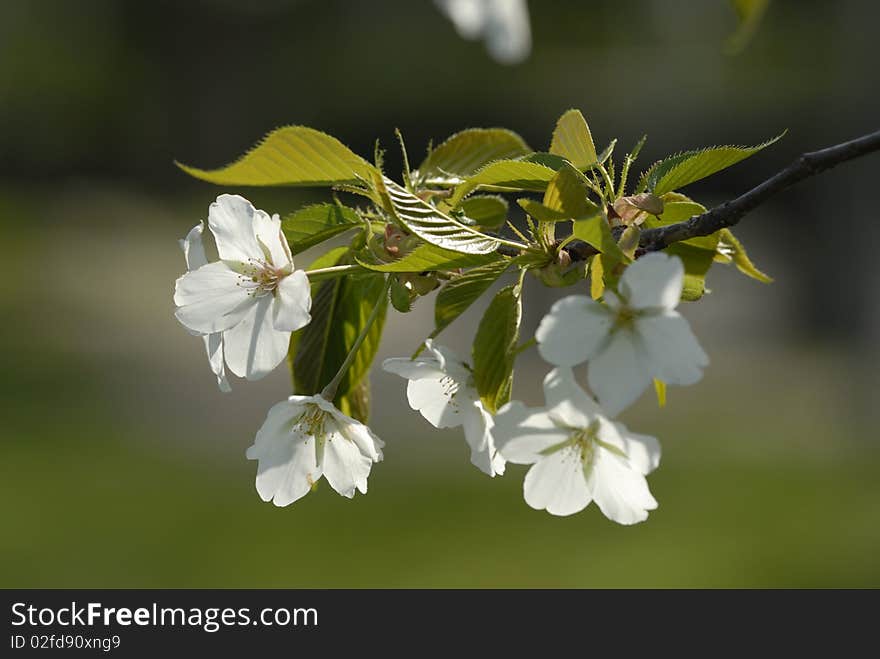 Cherry tree blossom in spring. Cherry tree blossom in spring