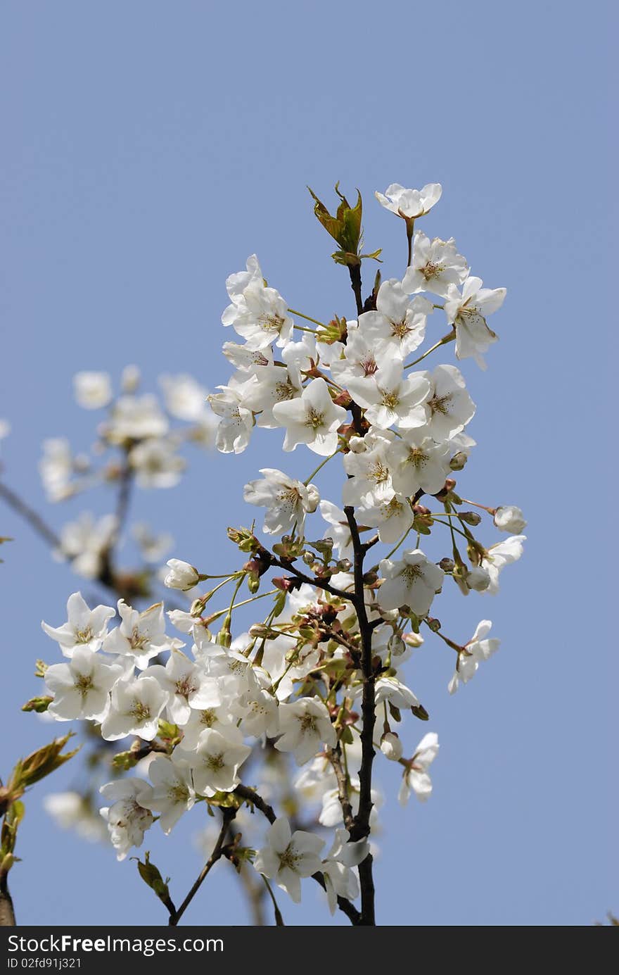 Cherry tree blossom in spring. Cherry tree blossom in spring