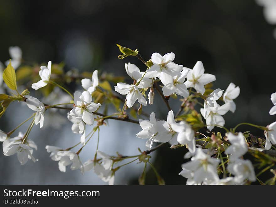 Cherry tree blossom in spring. Cherry tree blossom in spring