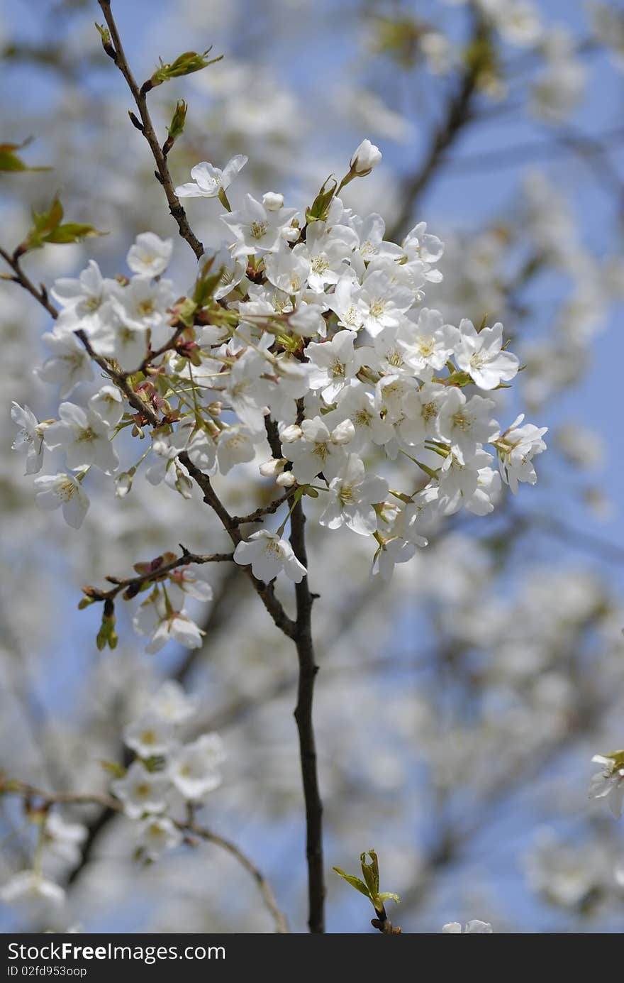 Cherry tree blossom in spring. Cherry tree blossom in spring