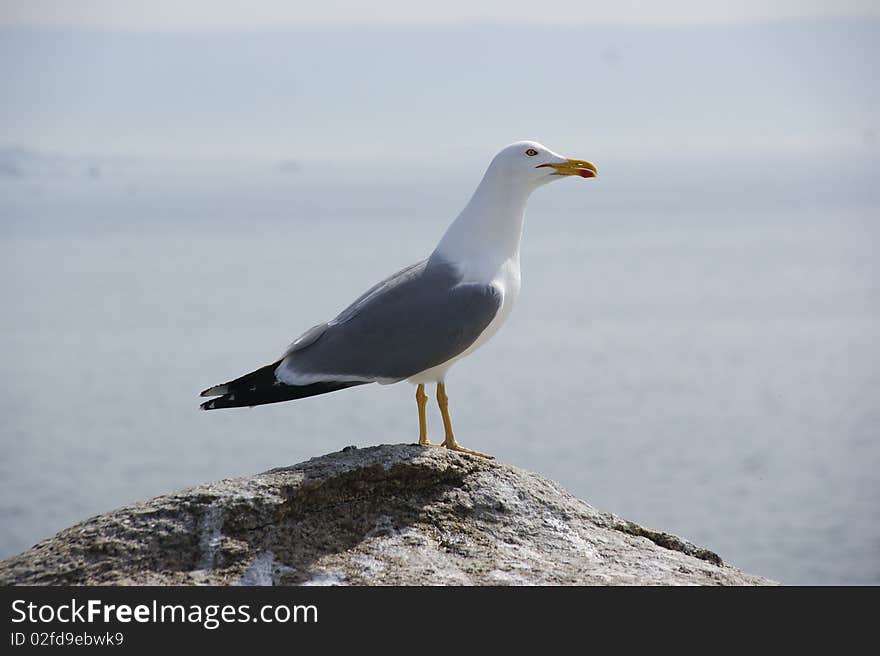 Herring Gull