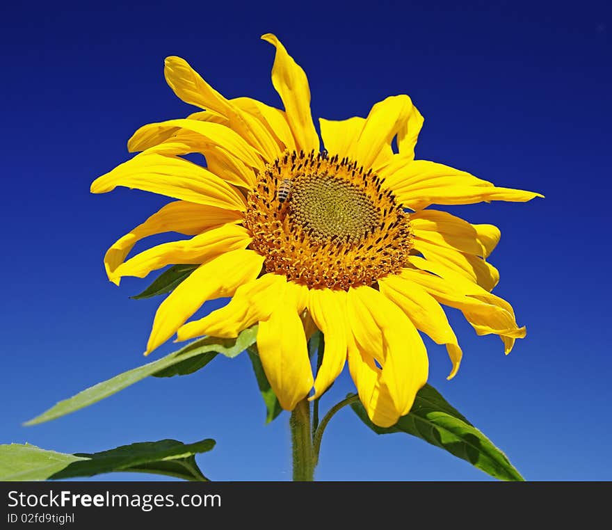 Sunflower on bright day with bee