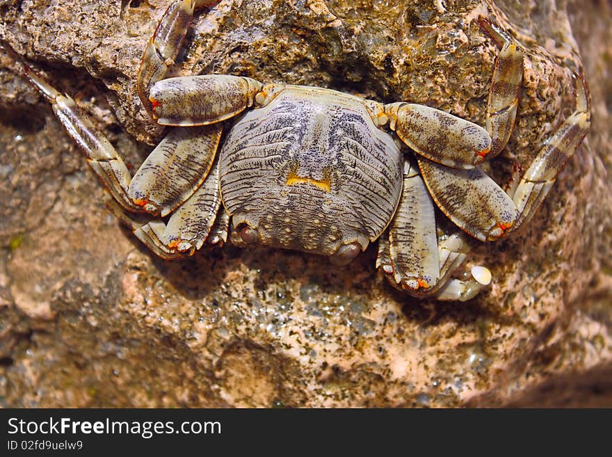 Little brown crab sitting on a rock by the seaside.