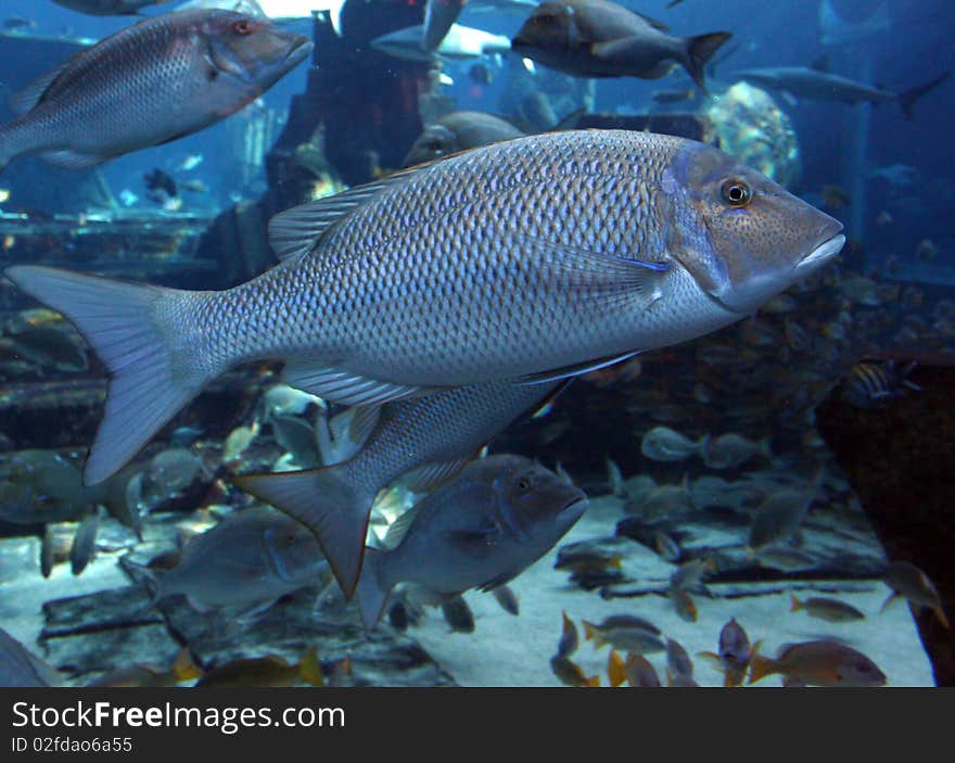 Big salt water fishes in a big aquarium. Big salt water fishes in a big aquarium