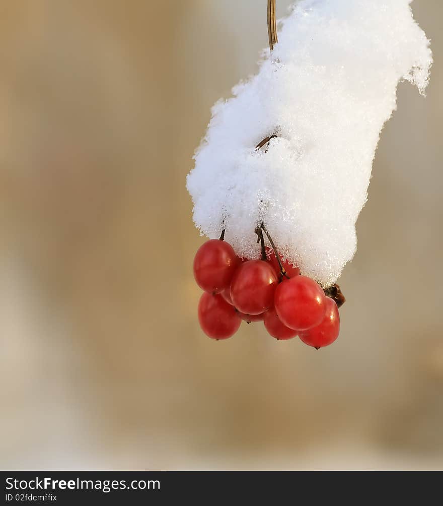 Berries macro