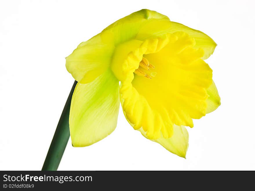 Yellow Daffodil on white isolated background. Yellow Daffodil on white isolated background.