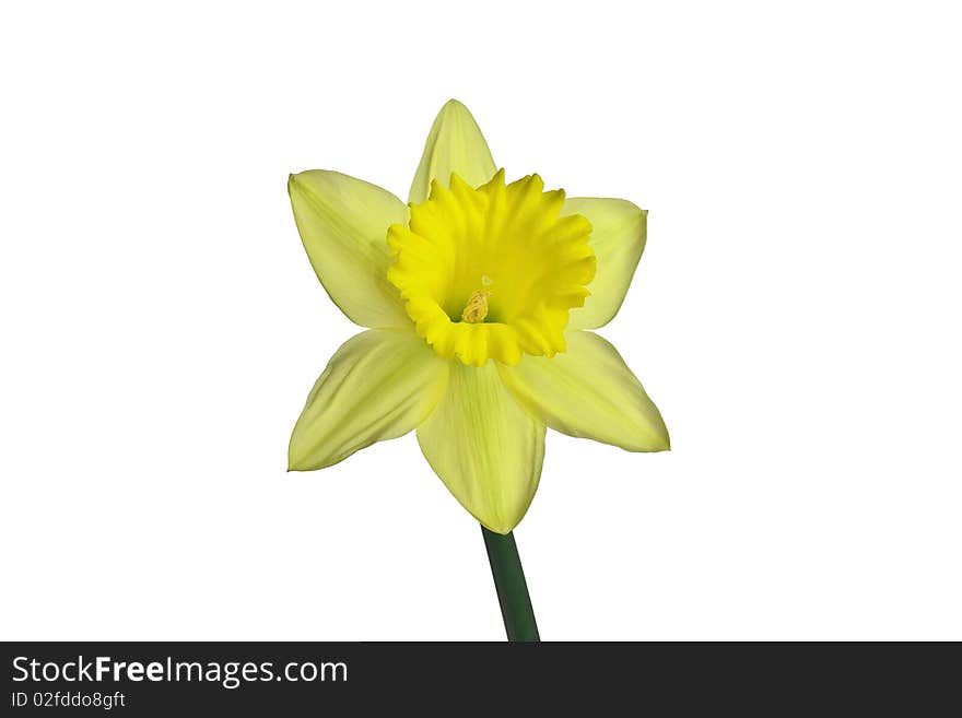 Yellow daffodil on isolated white background. Yellow daffodil on isolated white background.