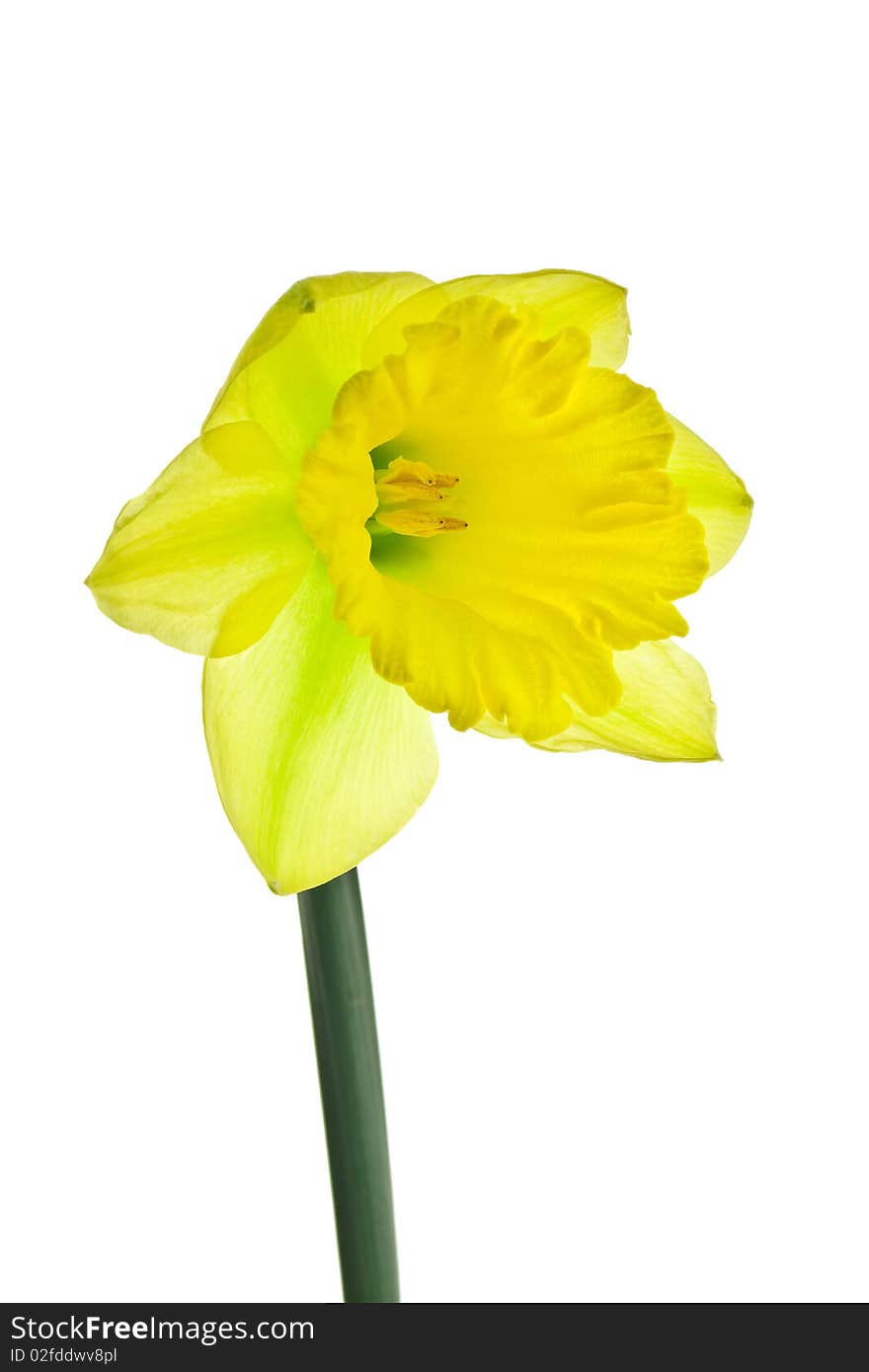 Yellow daffodil isolated on a white background.