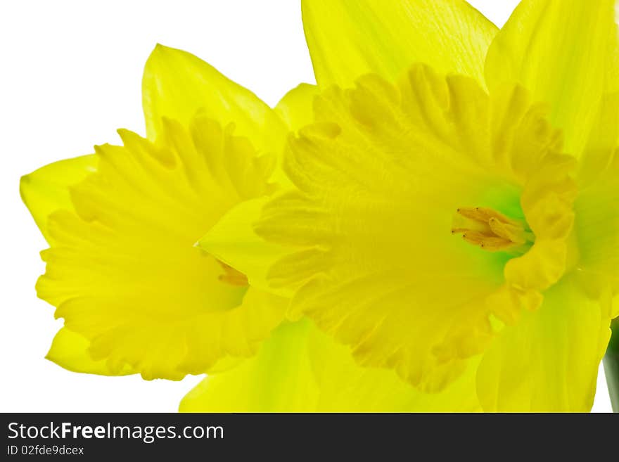 Yellow daffodils on isolated white background. Yellow daffodils on isolated white background.