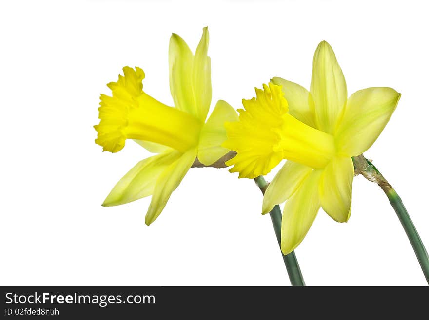 Yellow daffodils isolated on white background. Yellow daffodils isolated on white background.