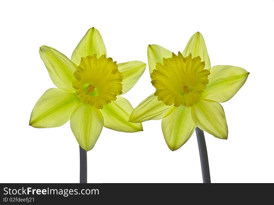 Yellow daffodils isolated on white background. Yellow daffodils isolated on white background.