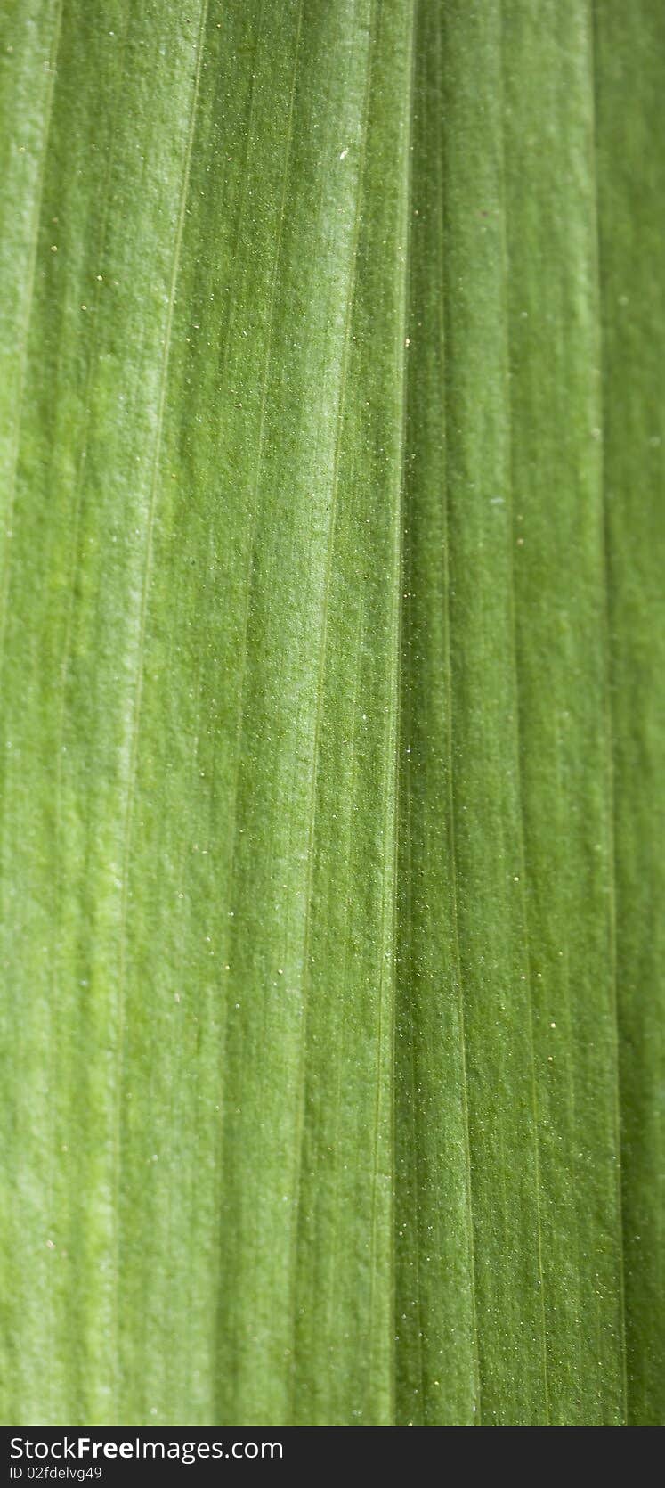 A shallow depth of field macro shot of a tropical jungle leaf at an angle. A shallow depth of field macro shot of a tropical jungle leaf at an angle