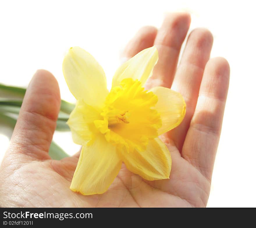 Narcissus On A Woman Hand