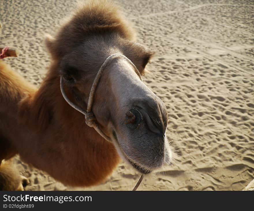 Camel closeup