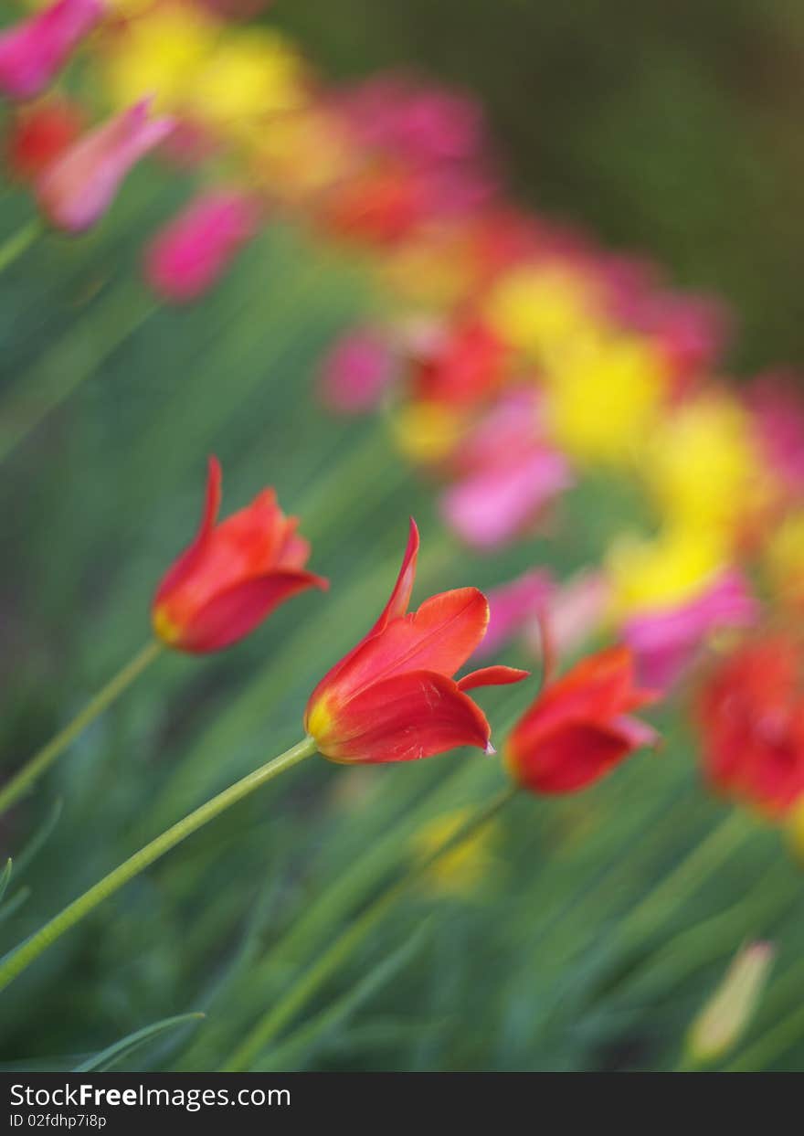 Colorful Tulips