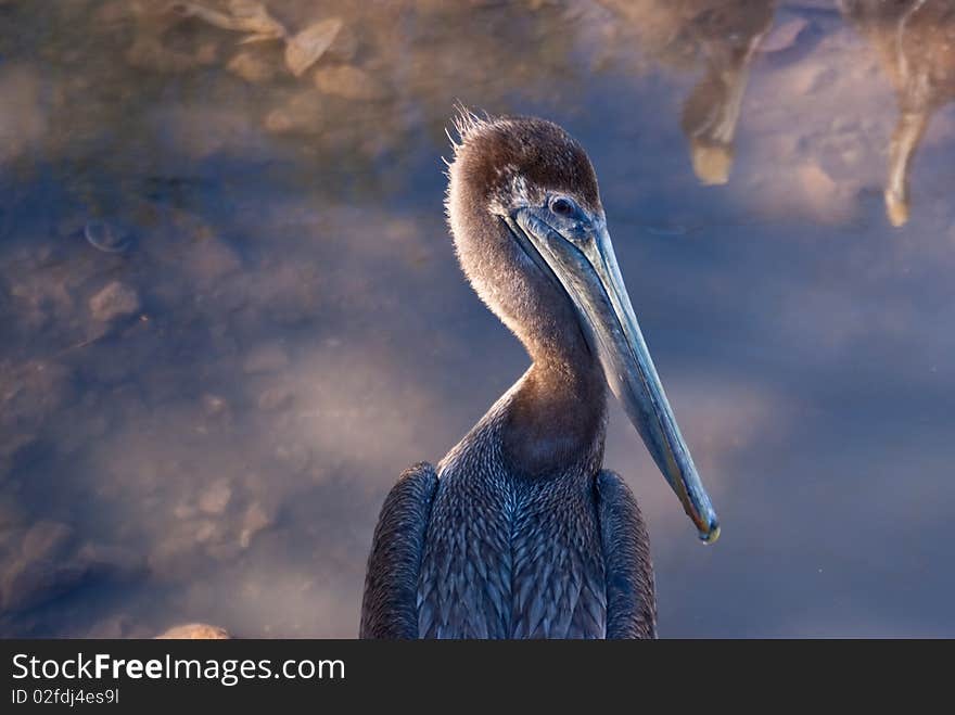 Young Pelican