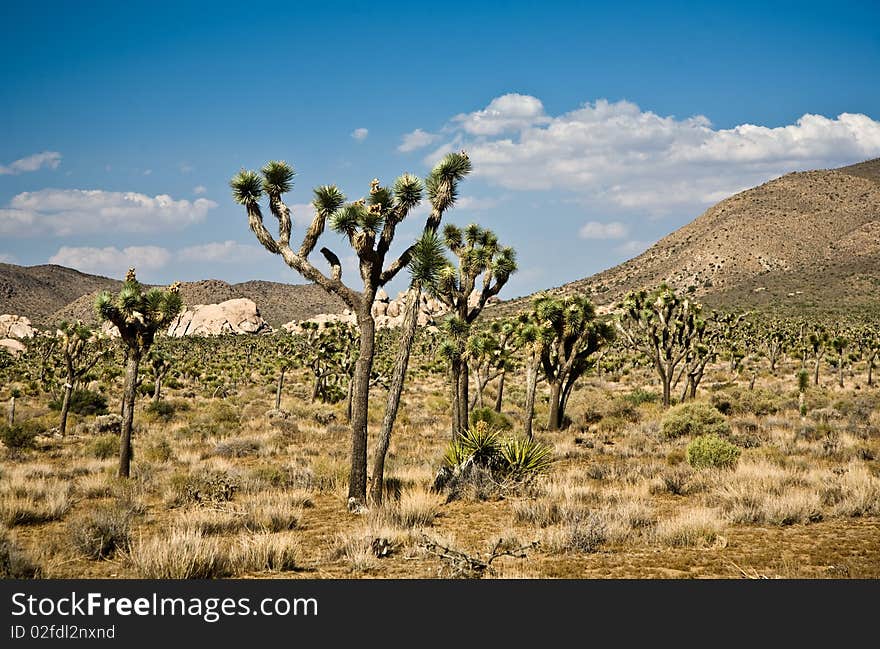 Sceniclandscape with blossoming cactus