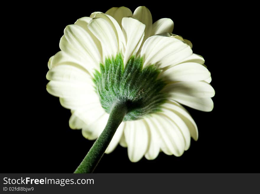 A detailed picture of a white gerbera against a black background. A detailed picture of a white gerbera against a black background