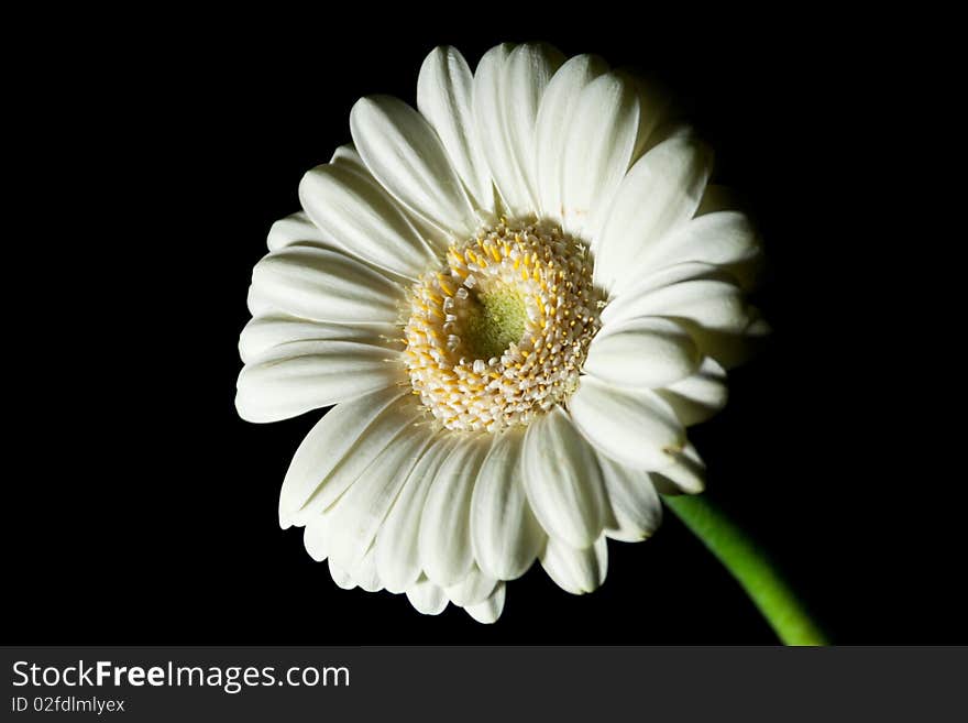 A detailed picture of a white gerbera against a black background. A detailed picture of a white gerbera against a black background