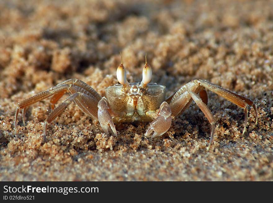 Brown crab on sandy beach