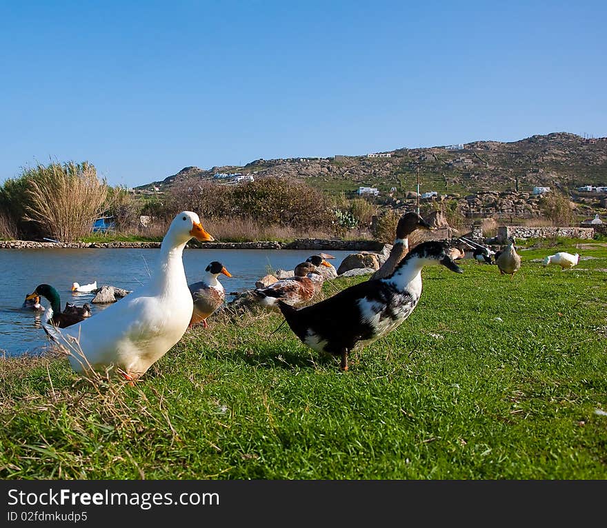 Domestic ducks in a clearing in front of a pond. Domestic ducks in a clearing in front of a pond