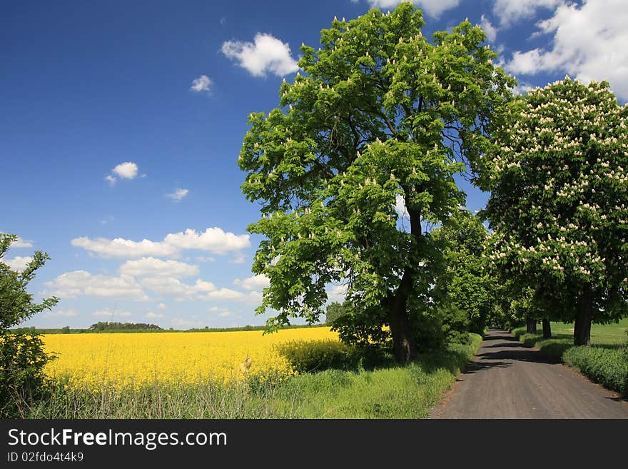 Rural fields landscape with clouds. Rural fields landscape with clouds