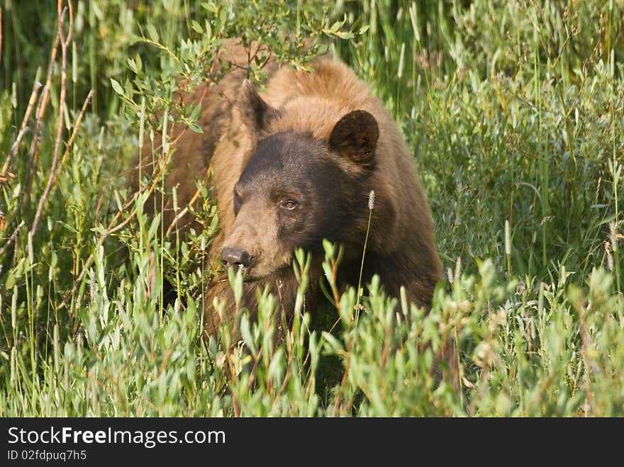 A cinnamon colored black bear wanders through a meadow in Yellowstone Park. A cinnamon colored black bear wanders through a meadow in Yellowstone Park