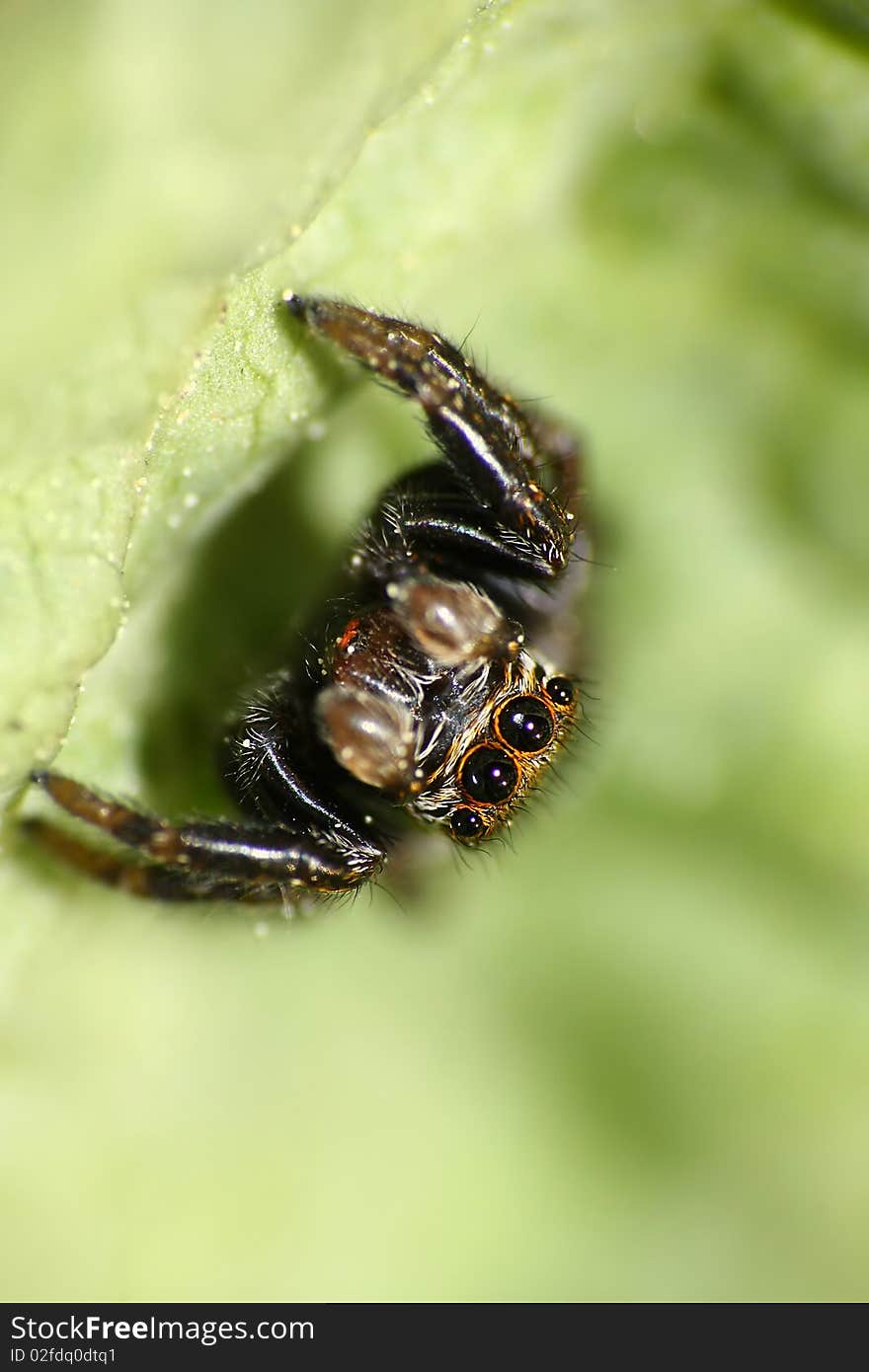 Jumping spider