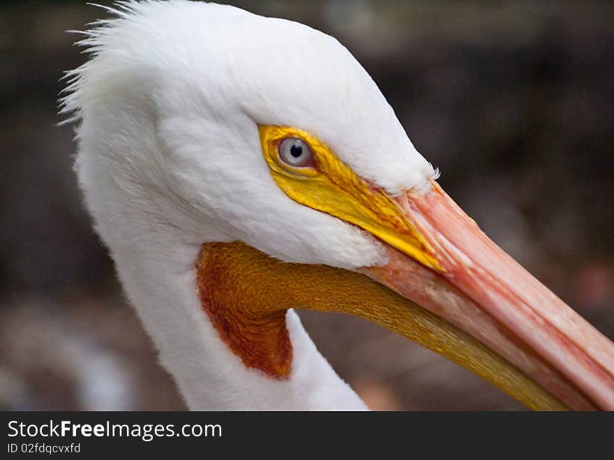 Extreme close-up of a white pelican. Extreme close-up of a white pelican