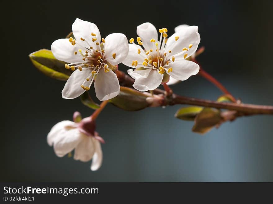 Cherry Plum Blooming