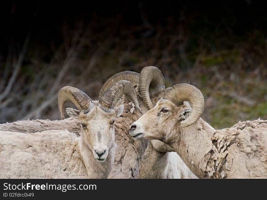 Bighorn rams gather while sparring in Yellowstone Park. Bighorn rams gather while sparring in Yellowstone Park