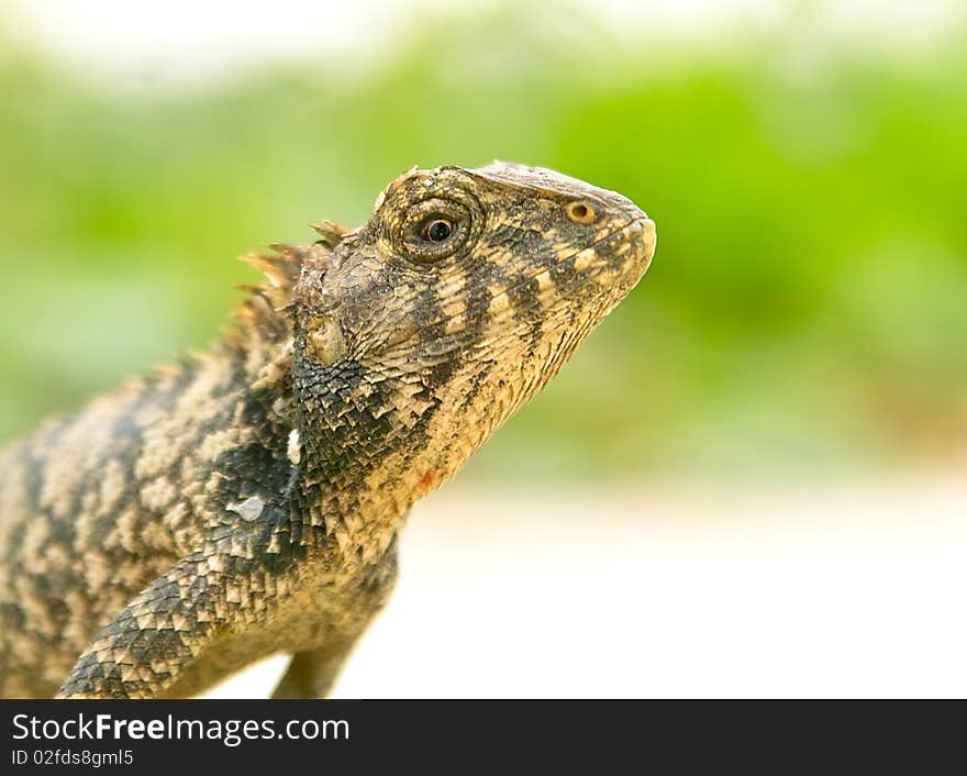 Iguana shot with portraiture lighting at close up range