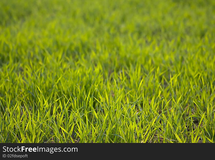 Farm of green grass of long leaf in sunlight. Farm of green grass of long leaf in sunlight