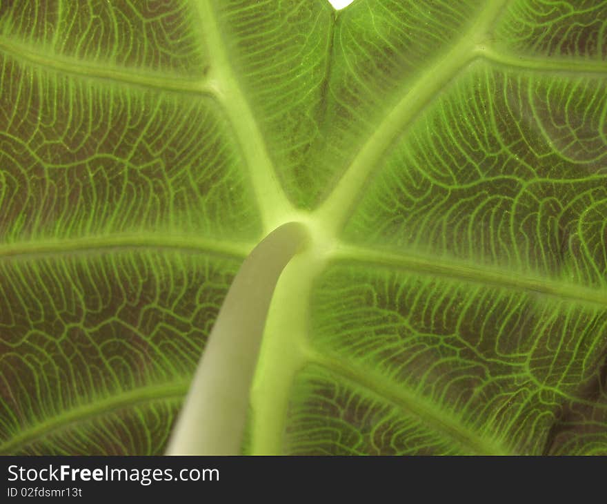 Page Alocasia, underside. Macro