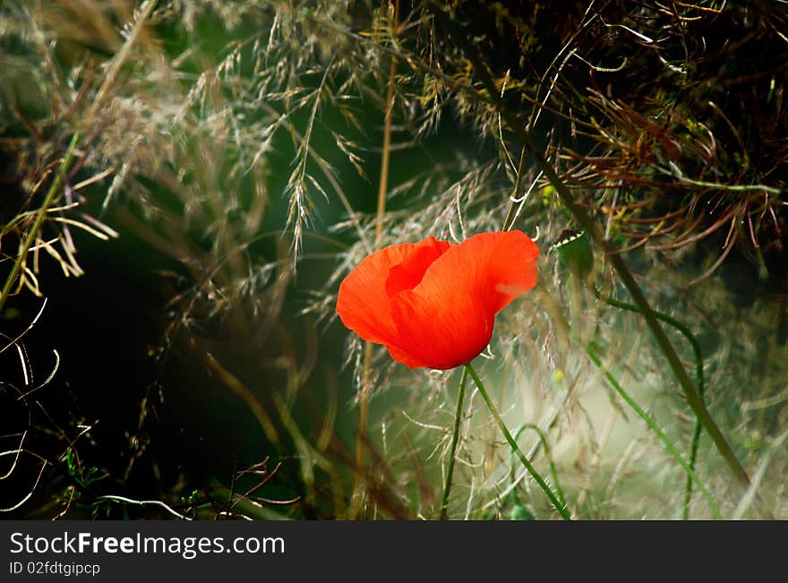 Beautiful poppy among grass by summer. Beautiful poppy among grass by summer.