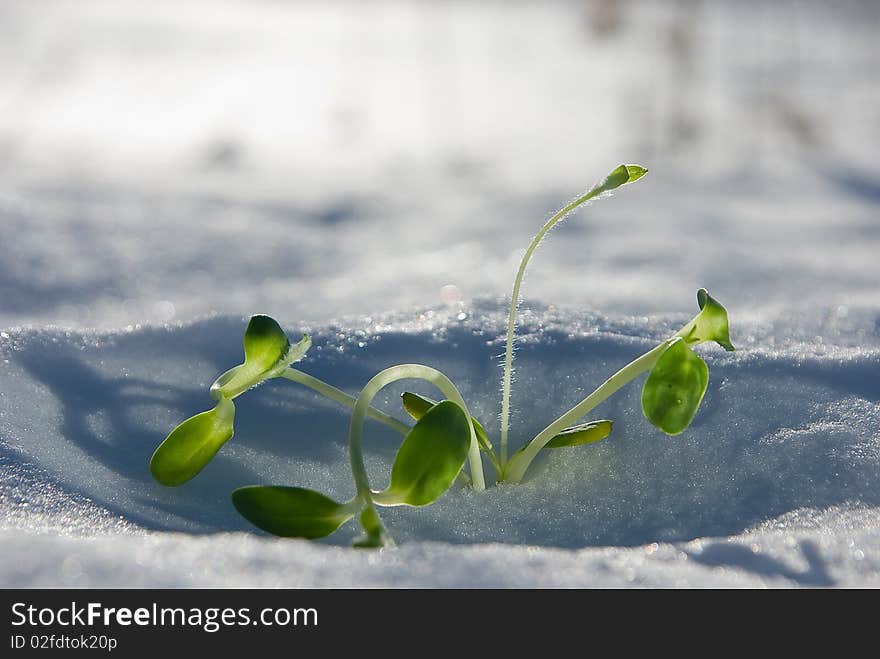 A series: the first plants of spring in sun beams. A series: the first plants of spring in sun beams